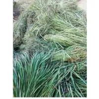 Leman Grass Fresh