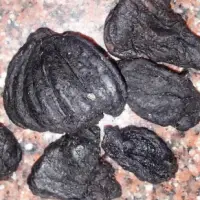Kudampuli