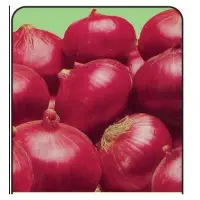 Onion - Nasik Red Onion Seed