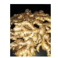 Ginger