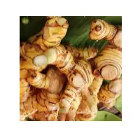 Galangal - Abrus Precatorius