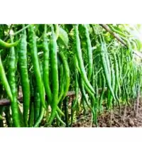 Green Chilly Crops