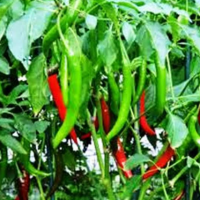 Green Chilly And Riped Red Chilly