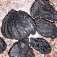 Kudampuli