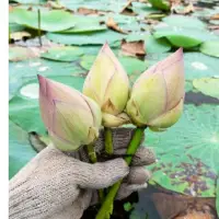 Lotus Flower