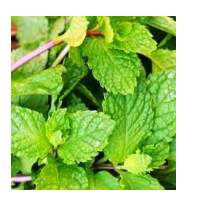 Mint Leaves Fresh