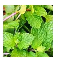 Mint Leaves Fresh
