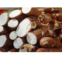 Topioca Root