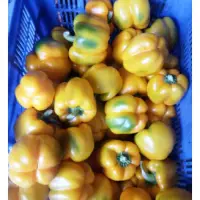 Veg- Bel Pepper Or Capsicum Yellow