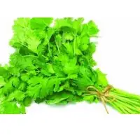 Coriander - Malli Leaves