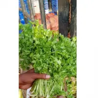 Coriander