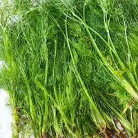 Dill Leaves Fresh