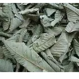 Dried Parijat Leaves - Harsingar Leaves