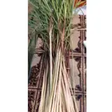 Leman Grass Long Fresh