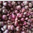 Onion Shallot ( Small Onion) Seeds