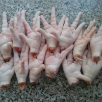 go4_apollo_tugbaersan_imageUrl_1595512506 Frozen Chicken Suppliers