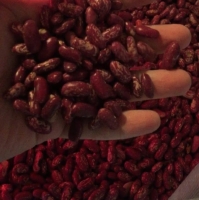 Kidney beans