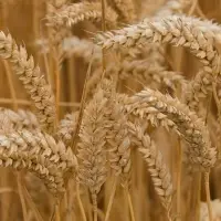 Feed Wheat
