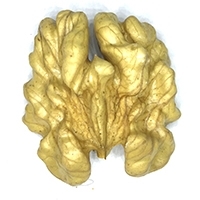 Walnut Kernels Halves