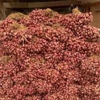 Fresh Shallots
