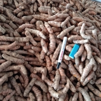 Fresh Turmeric