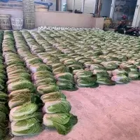 Chinese Cabbage