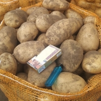 Fresh Potato