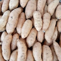 Honey Sweet Potato