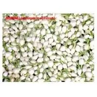 Jasmine loose flowers