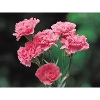 Carnations