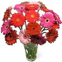 Gerbera