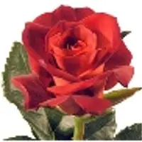 Cut flowers