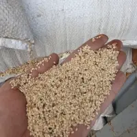 Natural Sesame