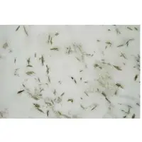 Pista White Marble