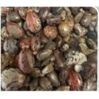 Castor Seed