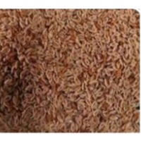 Isabgul Seed