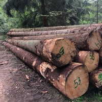 Spruce Logs