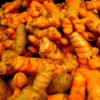 Turmeric- Fresh/ Powder/ Finger