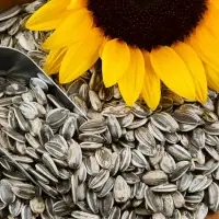 Sunflower Seed