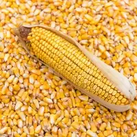 Corn