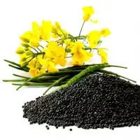 Rapeseed