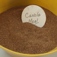 Rapeseed Meal