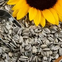 Sunflower Seed