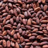 Cocoa Bean
