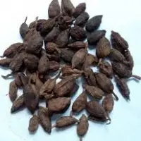 Black Cardamom