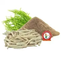 Satawari Dry Extract