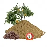 Ashoka Dry Extract