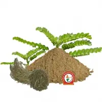 Bhumi Amla Dry Extract