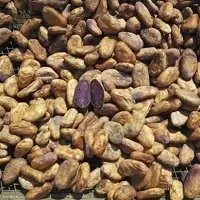 Convetional Cacao