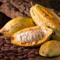 Organic Certified Cacao